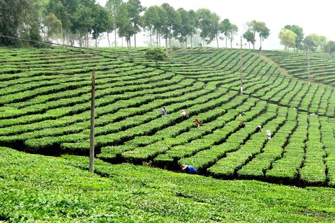 Hiệu quả bước đầu từ Đề án rankvip hạ tầng thiết yếu các khu sản xuất nông nghiệp hàng hóa tập trung