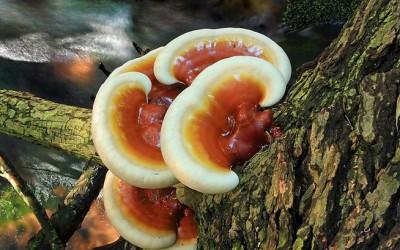 DANH SÁCH CÔNG KHAI ĐỊA CHỈ, SỐ ĐIỆN THOẠI, LÃNH ĐẠO game Rikvip - Rikvip đăng nhập CÁC XÃ, PHƯỜNG THUỘC TỈNH LAI CHÂU